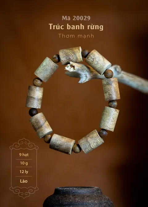 20029 | Trúc banh rừng_img